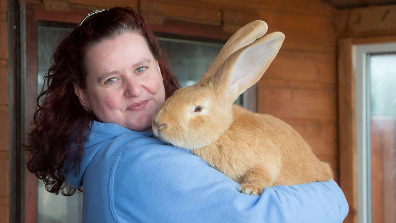 Dog-sized rabbit finds a forever home | kvue.com